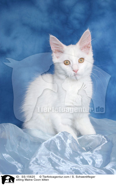 sitzendes Maine Coon Ktzchen / sitting Maine Coon kitten / SS-15820