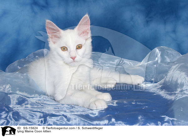 lying Maine Coon kitten / SS-15824
