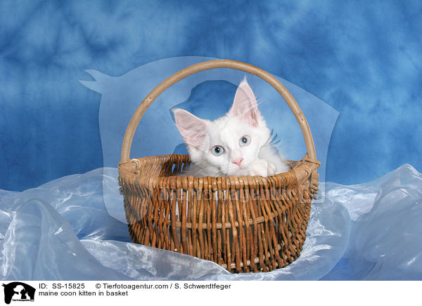 maine coon kitten in basket / SS-15825