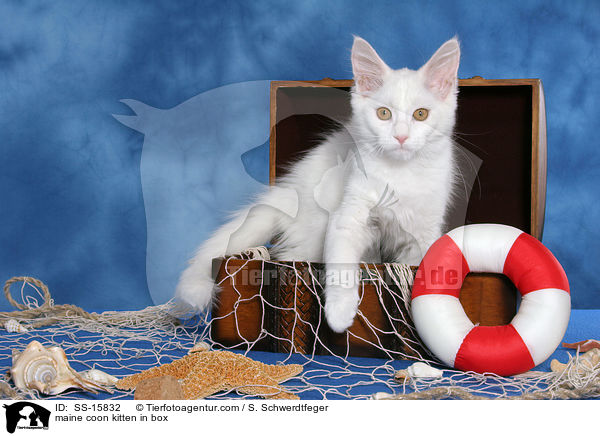 maine coon kitten in box / SS-15832