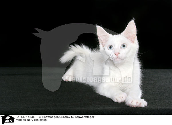 lying Maine Coon kitten / SS-15836
