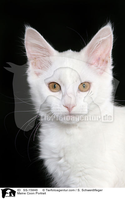 Maine Coon Portrait / SS-15846