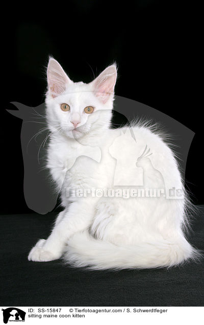 sitting maine coon kitten / SS-15847