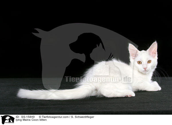 lying Maine Coon kitten / SS-15849