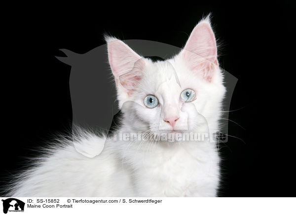 Maine Coon Portrait / SS-15852