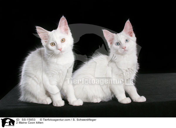 2 Maine Coon kitten / SS-15853