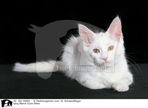 lying Maine Coon kitten / SS-15855