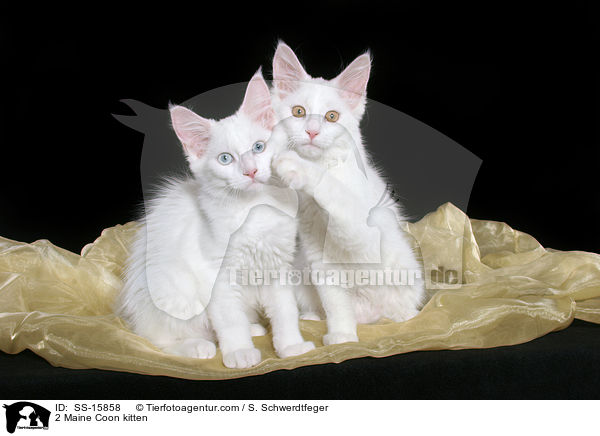 2 Maine Coon kitten / SS-15858