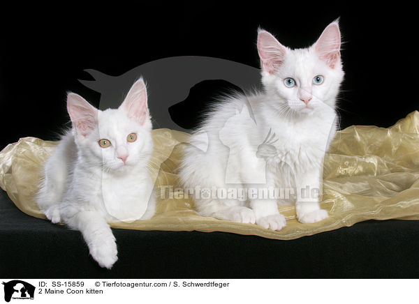 2 Maine Coon kitten / SS-15859