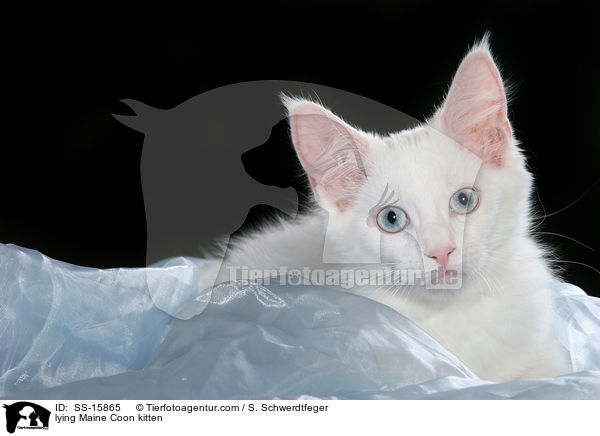 lying Maine Coon kitten / SS-15865