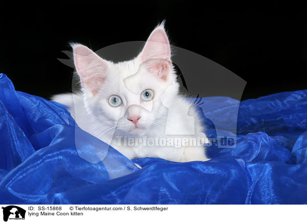 lying Maine Coon kitten / SS-15868