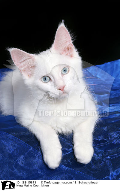lying Maine Coon kitten / SS-15871
