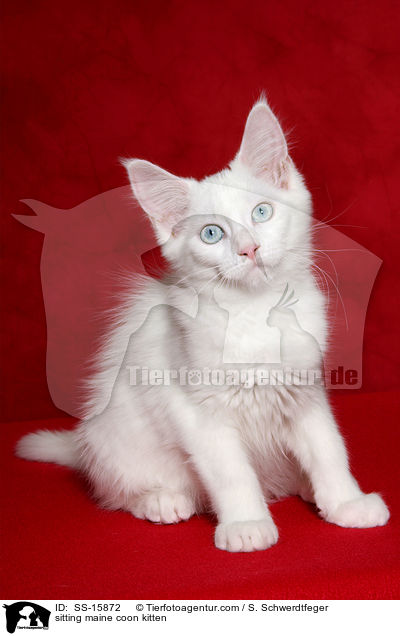 sitting maine coon kitten / SS-15872