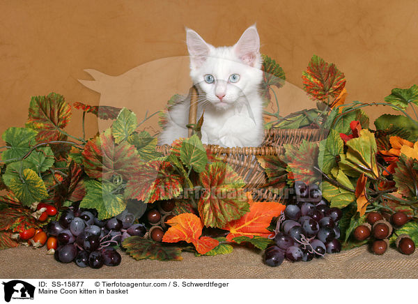 Maine Coon kitten in basket / SS-15877