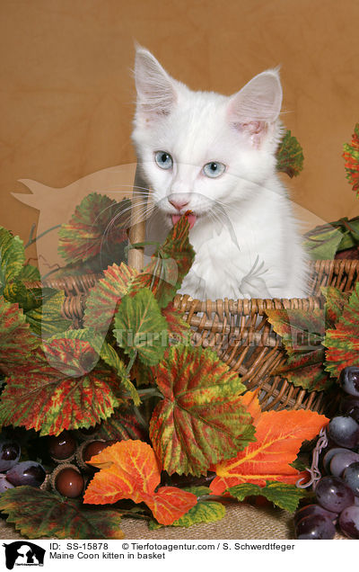 Maine Coon kitten in basket / SS-15878
