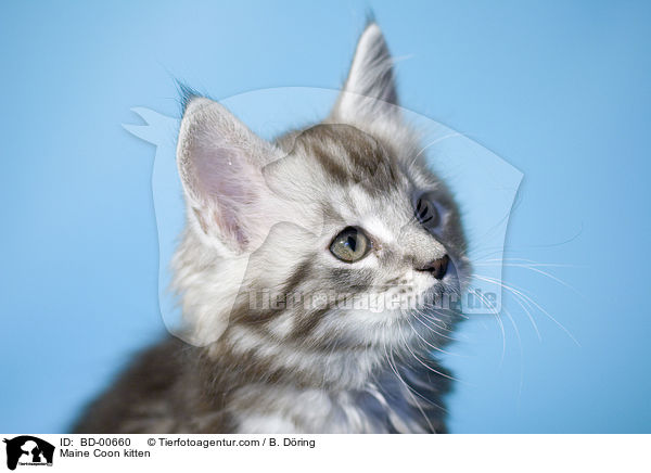 Maine Coon kitten / BD-00660