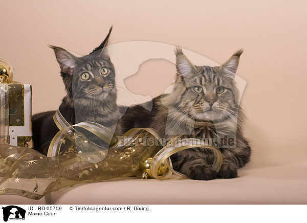 Maine Coon / BD-00709