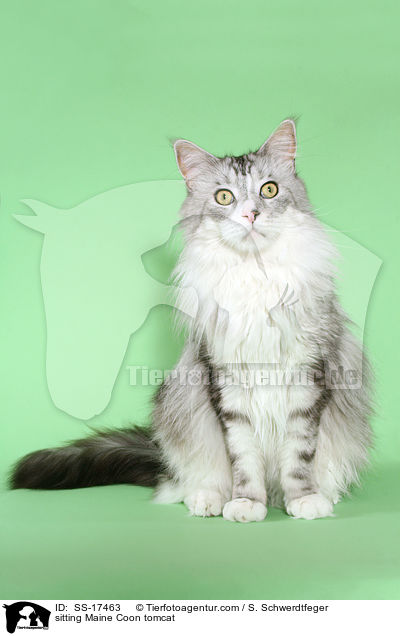 sitting Maine Coon tomcat / SS-17463