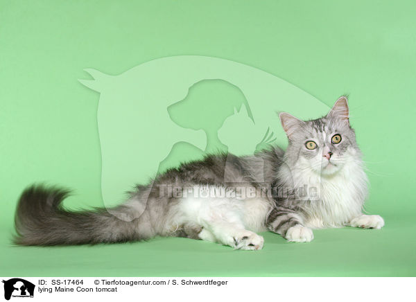 lying Maine Coon tomcat / SS-17464