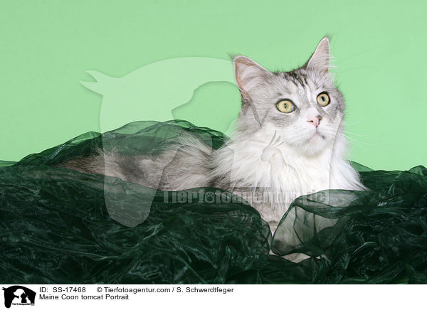 Maine Coon tomcat Portrait / SS-17468