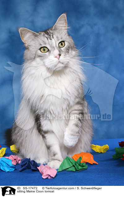 sitzender Maine Coon Kater / sitting Maine Coon tomcat / SS-17472