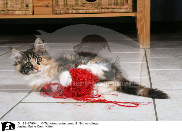 playing Maine Coon Kitten / SS-17904