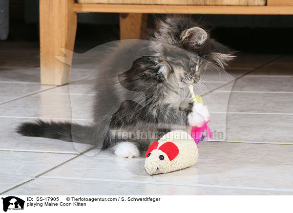 spielendes Maine Coon Kätzchen / playing Maine Coon Kitten / SS-17905