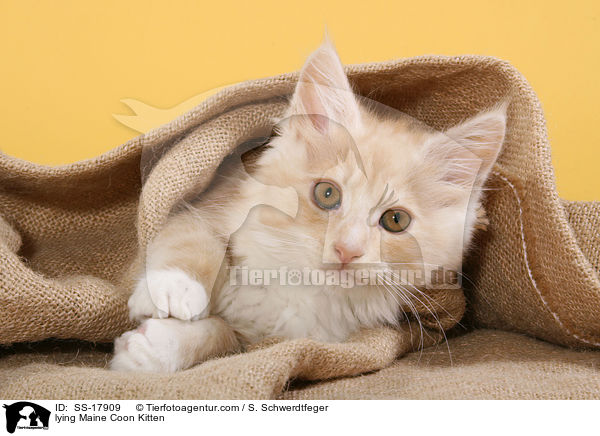 lying Maine Coon Kitten / SS-17909