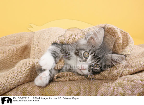 lying Maine Coon Kitten / SS-17912