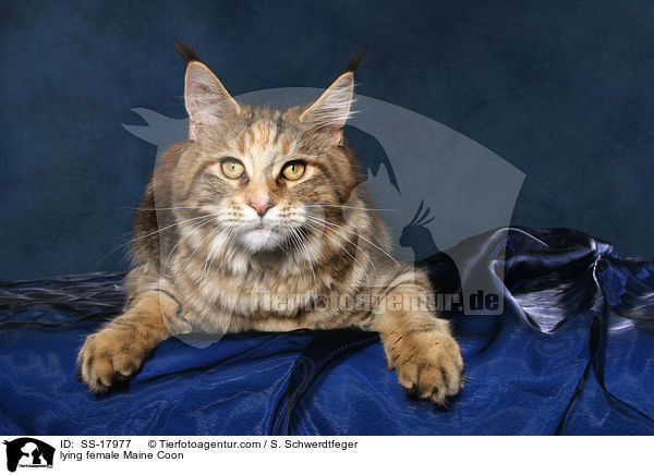 lying female Maine Coon / SS-17977