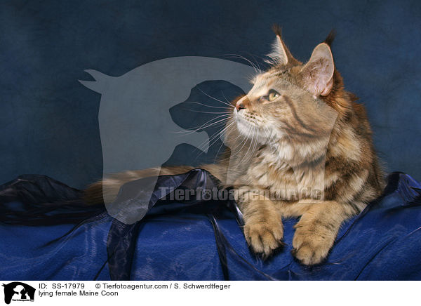 liegende Maine Coon Ktzin / lying female Maine Coon / SS-17979