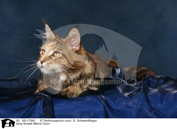 liegende Maine Coon Ktzin / lying female Maine Coon / SS-17981