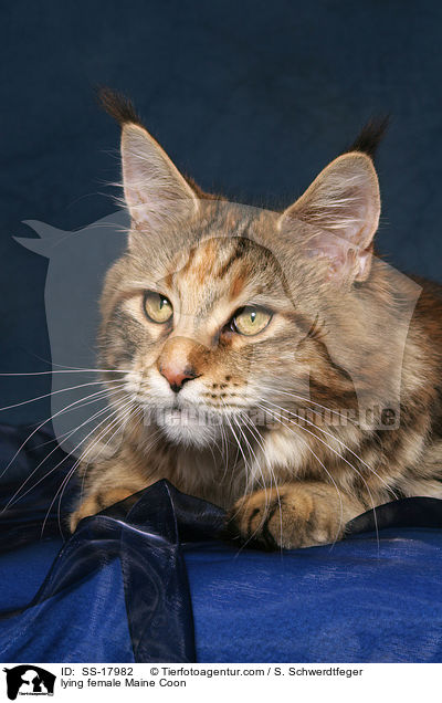 liegende Maine Coon Ktzin / lying female Maine Coon / SS-17982