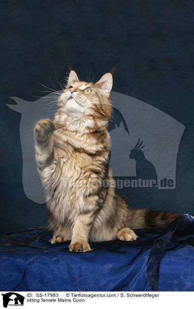 sitzende Maine Coon Ktzin / sitting female Maine Coon / SS-17983