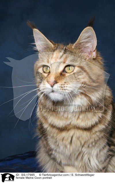 Maine Coon Ktzin im Portrait / female Maine Coon portrait / SS-17985