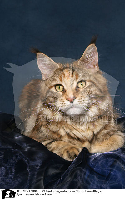 liegende Maine Coon Ktzin / lying female Maine Coon / SS-17986