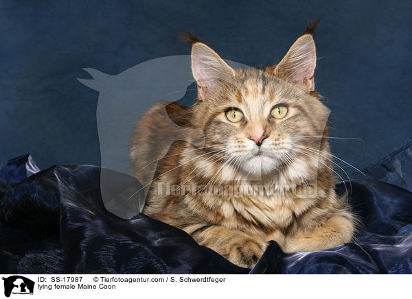 liegende Maine Coon Ktzin / lying female Maine Coon / SS-17987