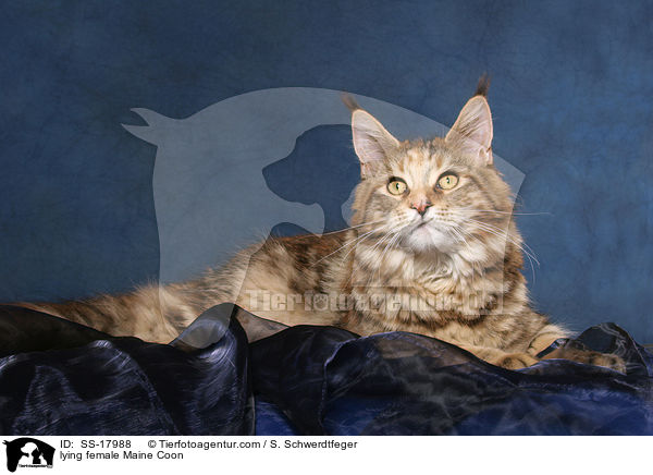 liegende Maine Coon Ktzin / lying female Maine Coon / SS-17988