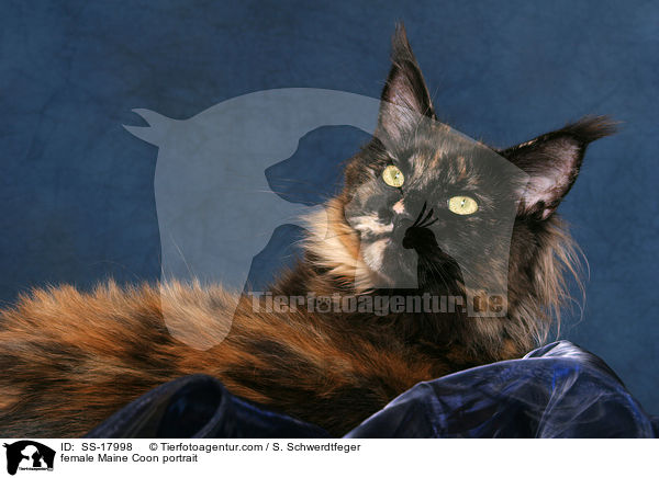 female Maine Coon portrait / SS-17998