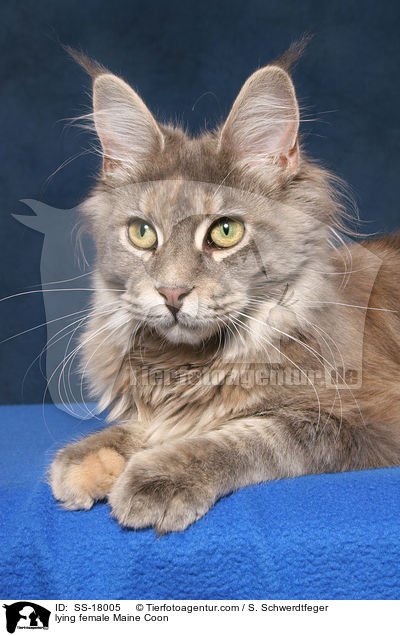 liegende Maine Coon Ktzin / lying female Maine Coon / SS-18005