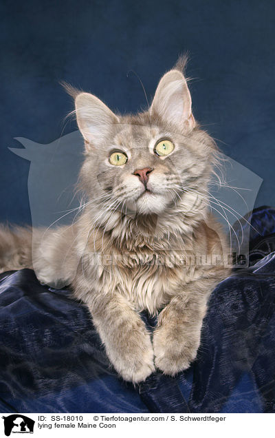 liegende Maine Coon Ktzin / lying female Maine Coon / SS-18010