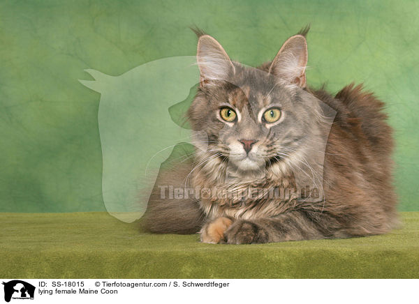 liegende Maine Coon Ktzin / lying female Maine Coon / SS-18015