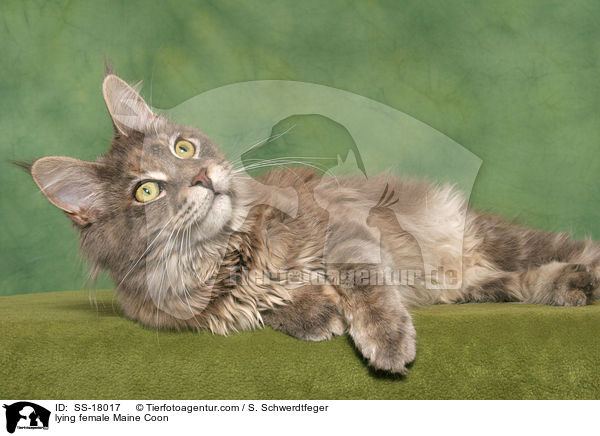 liegende Maine Coon Ktzin / lying female Maine Coon / SS-18017