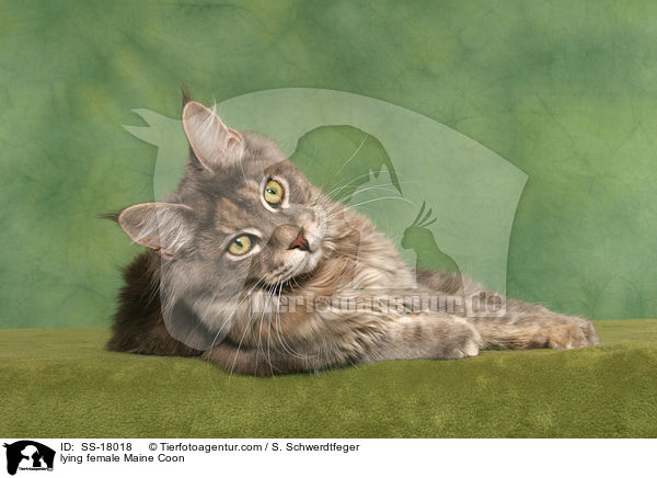 liegende Maine Coon Ktzin / lying female Maine Coon / SS-18018