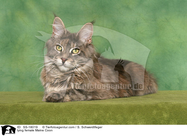 liegende Maine Coon Ktzin / lying female Maine Coon / SS-18019