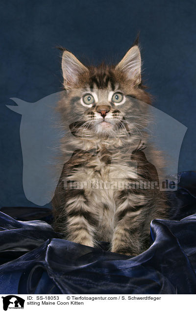 sitting Maine Coon Kitten / SS-18053