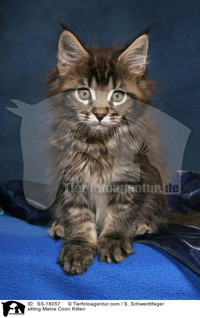 sitting Maine Coon Kitten / SS-18057