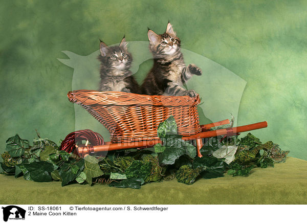 2 Maine Coon Kitten / SS-18061