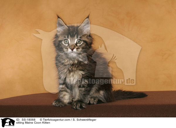 sitting Maine Coon Kitten / SS-18068