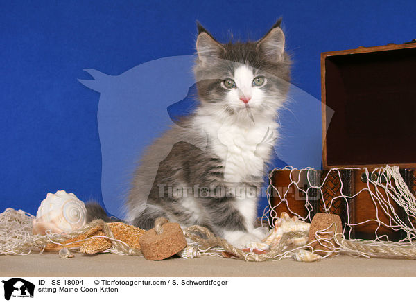 sitzendes Maine Coon Ktzchen / sitting Maine Coon Kitten / SS-18094